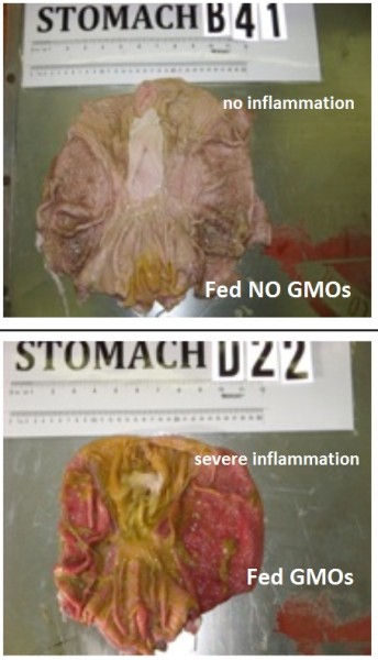 Шокиращи резултати от хранене на животни с генно-модифицирана храна