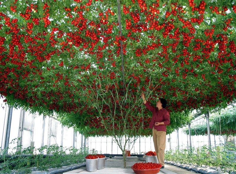Виждали ли сте такова чудо – доматено дърво (снимки)