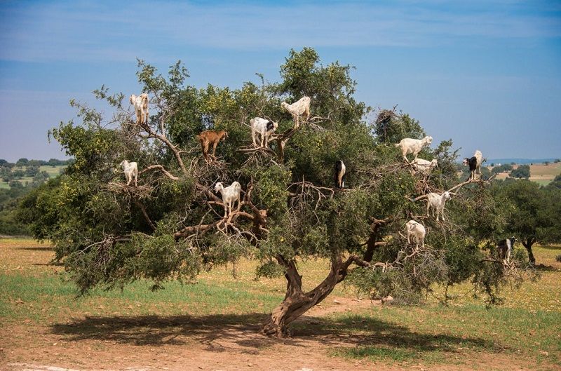 Стадо кози върху дърво – това не е анимация (снимки)