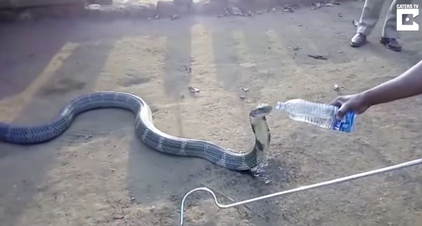 Умираща от жажда кобра си поиска вода от хората (видео)