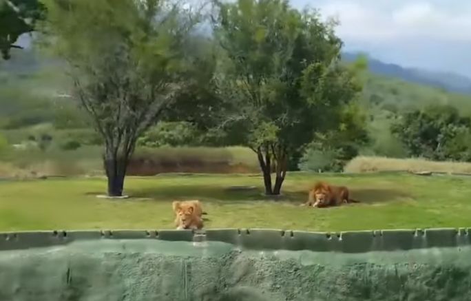 Вбесена лъвица се опита да нападне туристи (видео)