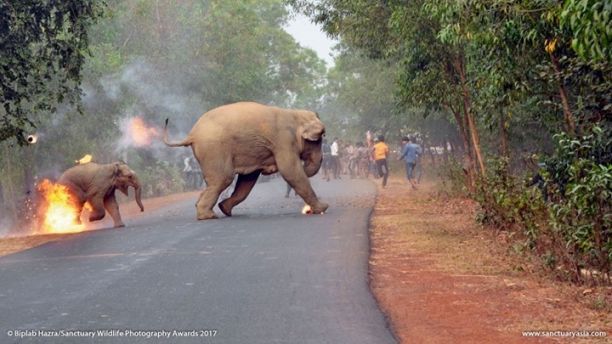 В Индия масово малтретират слонове – весело да става на тълпата