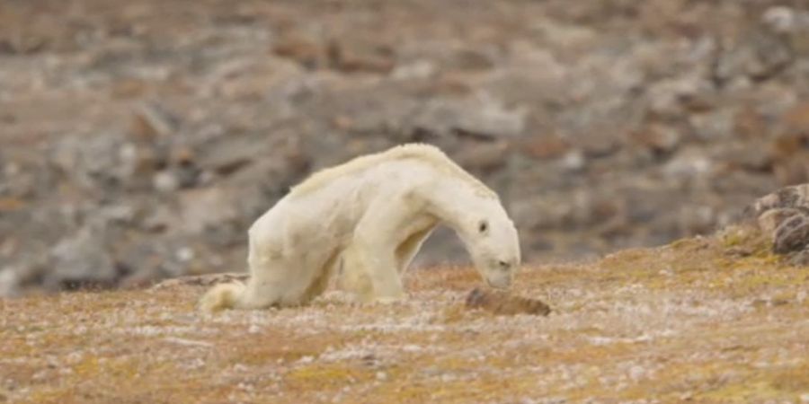 Покъртителната история със снимка на умираща от глад бяла мечка