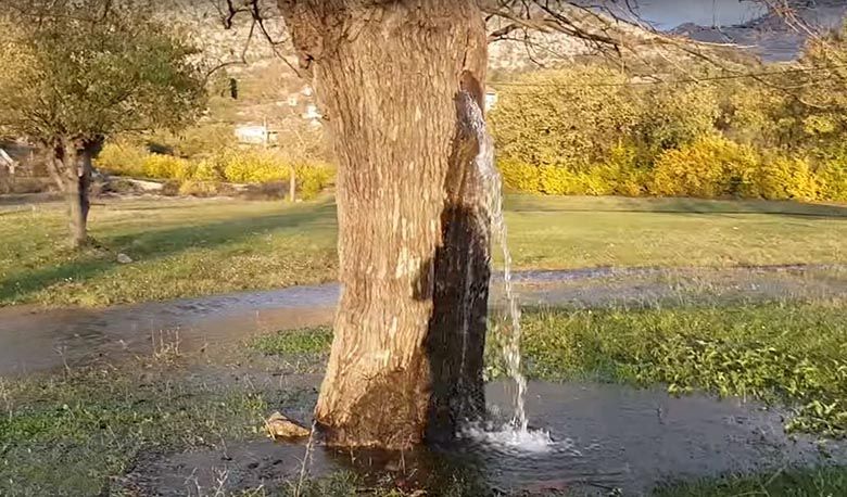 Феномен: Стара черница като фонтан изхвърля през ствола си потоци вода (снимки)