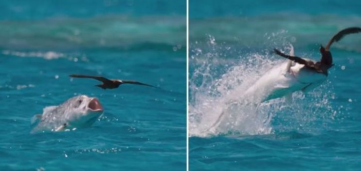 Зрелищен улов на птица от акула (видео)