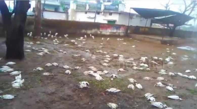 Силна градушка уби хиляди птици в Индия