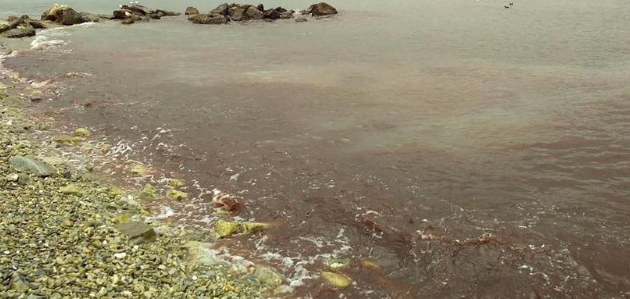 Водата край брега на Черно море стана червена (видео)