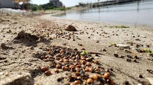 В държавата на калинките скоро ще видим големи групи водно бедни хора